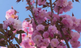 樱花视频下载,轻松获取精彩瞬间，留住美好回忆